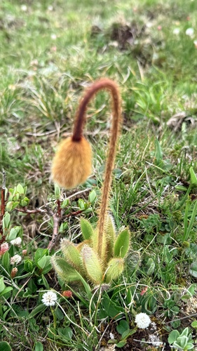 Meconopsis punicea, photograph 6