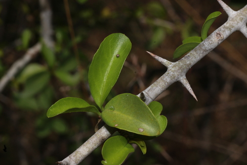Benkara malabarica, photograph 3