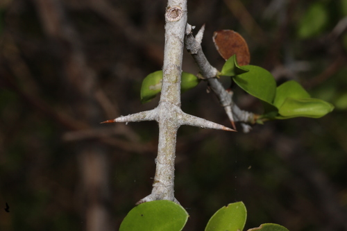 Benkara malabarica, photograph 5