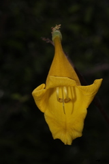 Gmelina asiatica