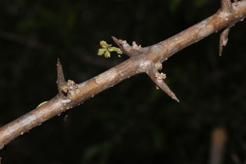 Gmelina asiatica, photograph 2