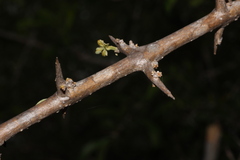 Gmelina asiatica, photograph author not stated, no rights reserved