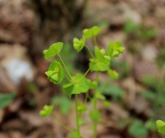 Euphorbia commutata