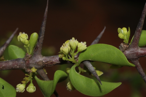 Canthium coromandelicum