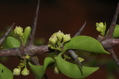 Canthium coromandelicum