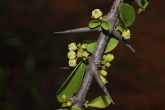 Canthium coromandelicum, photograph author not stated, no rights reserved