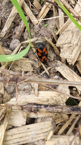 Common Froghopper