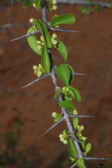 Canthium coromandelicum, photograph author not stated, no rights reserved