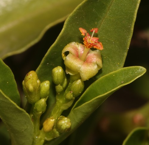 Jatropha capensis