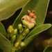 Jatropha capensis - Photo (c) Brian du Preez, some rights reserved (CC BY-SA), uploaded by Brian du Preez