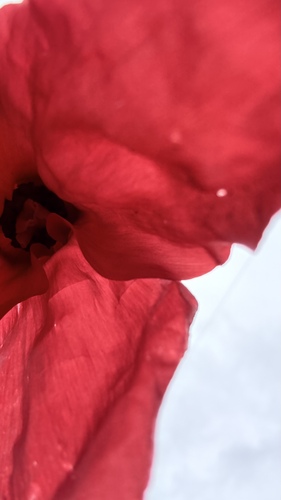Meconopsis punicea, photograph 1
