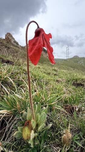 Meconopsis punicea, photograph 2