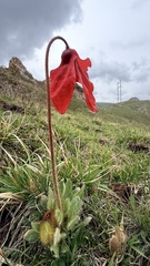 Meconopsis punicea, photograph (c) Vladislav Isaev, some rights reserved (CC BY)