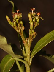 Jatropha capensis
