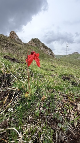 Meconopsis punicea, photograph 3
