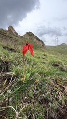 Meconopsis punicea, photograph (c) Vladislav Isaev, some rights reserved (CC BY)