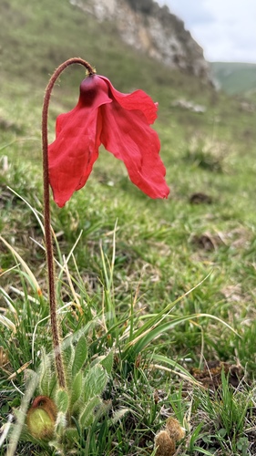 Meconopsis punicea, photograph 4