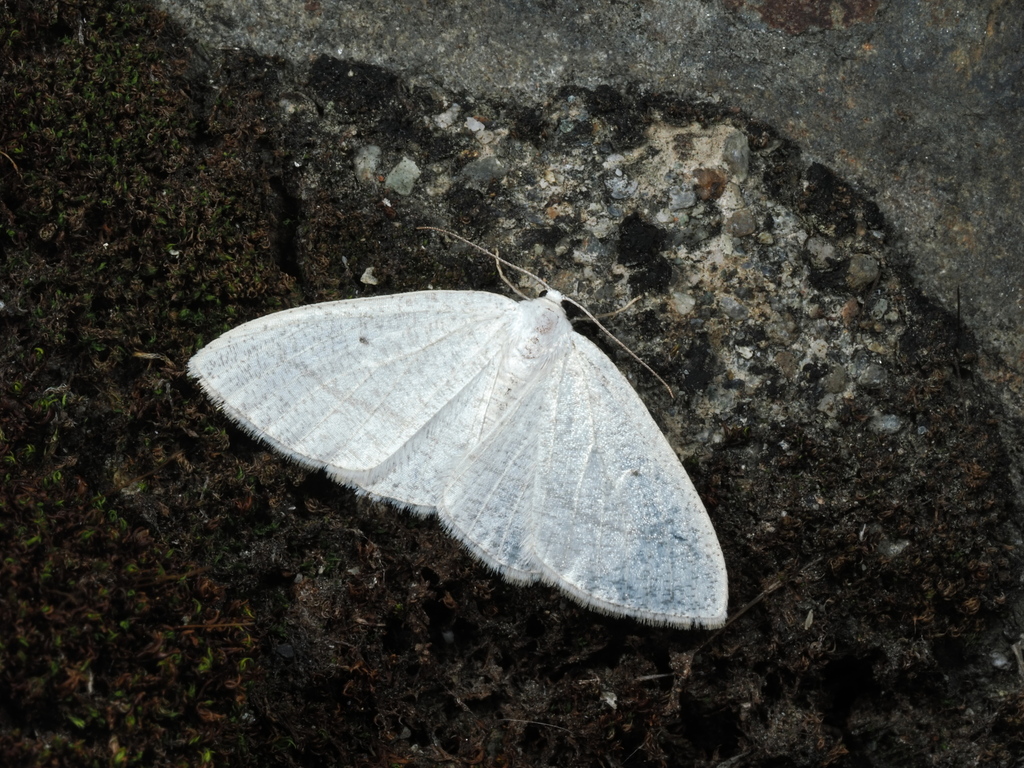Cabera niveopicta