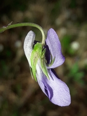Viola × bavarica