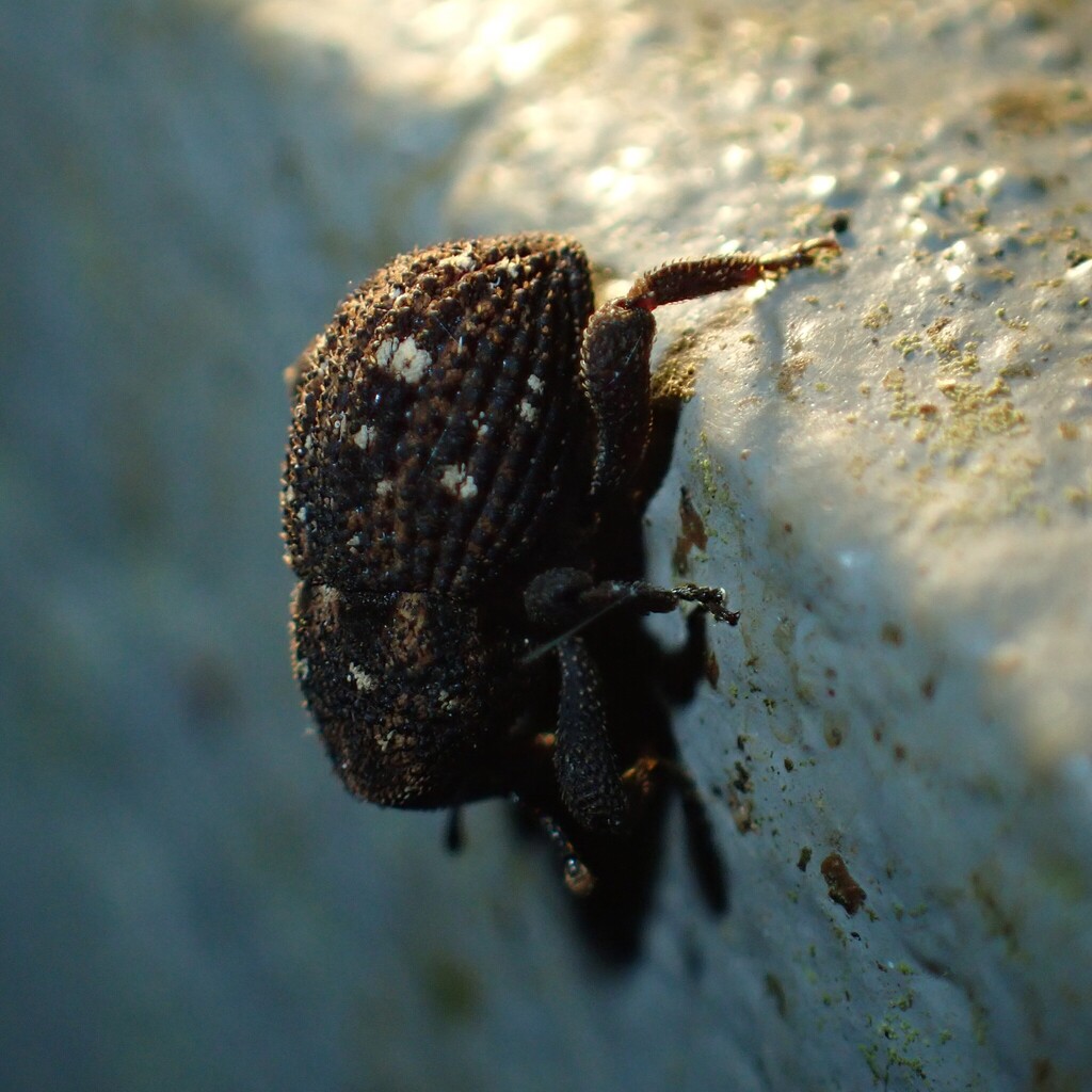 Acalles samoanus