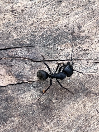 Hairy Carpenter Ant