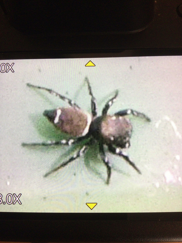 Heliophanus tribulosus