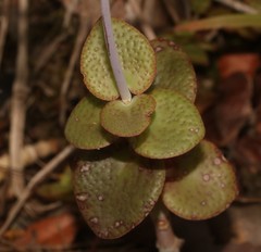 Crassula cordata