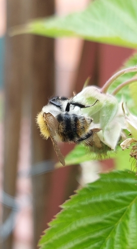 Common Carder Bumble Bee