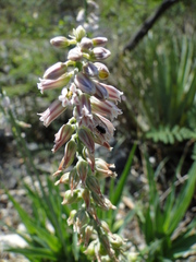 Hemiphylacus mahindae