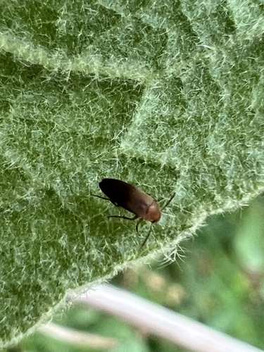 Pentaria dispar