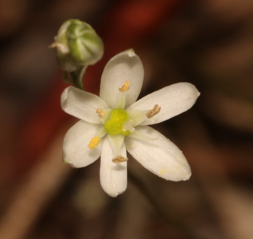 Serpentine Star (Ornithogalum anguinum)
