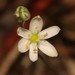 Ornithogalum anguinum - Photo (c) Brian du Preez, some rights reserved (CC BY-SA), uploaded by Brian du Preez