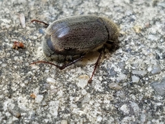 Phyllophaga crenulata