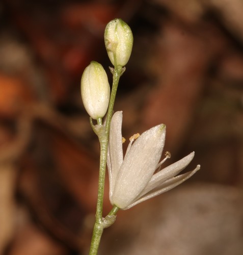 Image of Ornithogalum anguinum by (c) Brian du Preez, some rights reserved (CC BY-SA)
