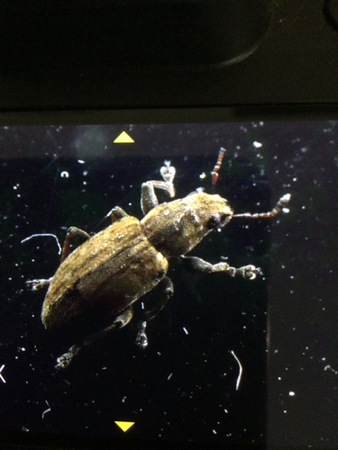 Clover root weevil