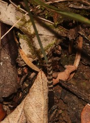Ornithogalum anguinum