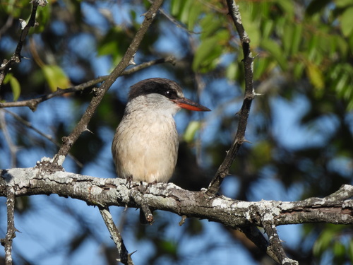 Striped Kingfisher