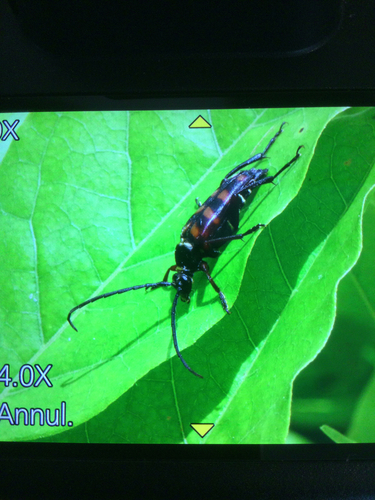 hornet beetle
