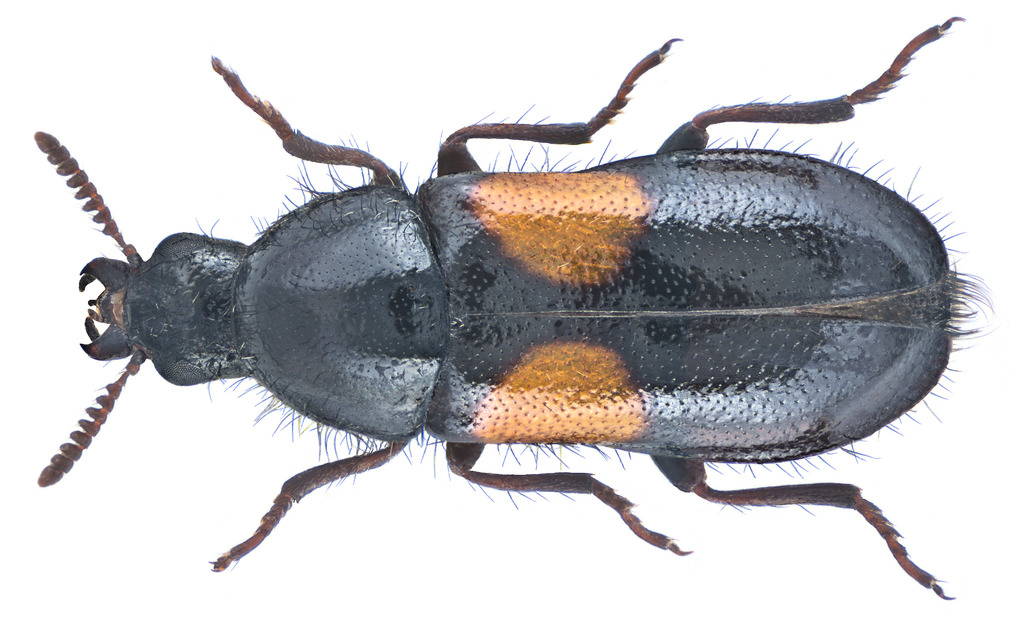 Divales bipustulatus