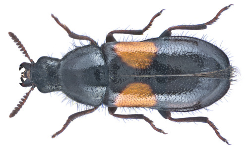 Divales bipustulatus