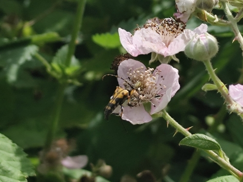 Spotted Longhorn Beetle