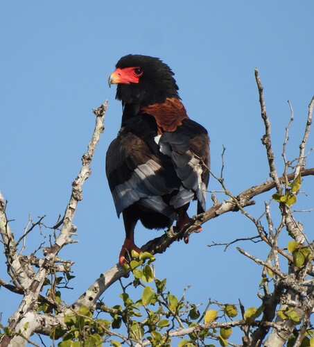 Bateleur