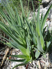 Hemiphylacus mahindae
