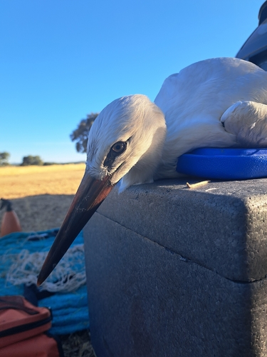 White Stork