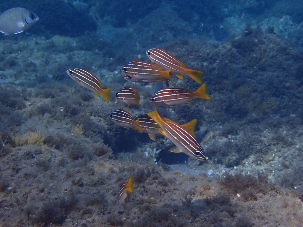 African striped grunt (Parapristipoma octolineatum) — Haemulidae