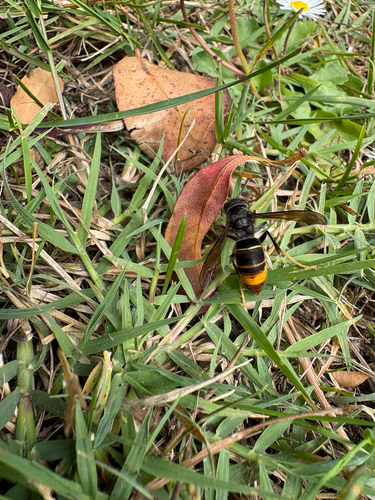 Yellow-legged Hornet