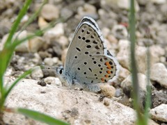 Pseudophilotes vicrama