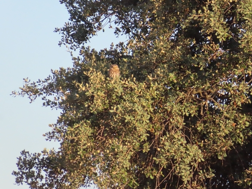Little Owl