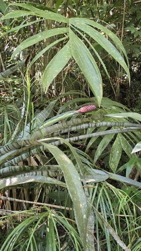 Aechmea bocainensis (Aechmea bocainensis)