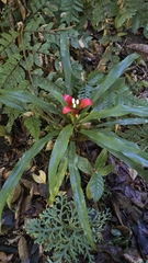 Nidularium longiflorum, photograph (c) Paulo Mascaretti, some rights reserved (CC BY)